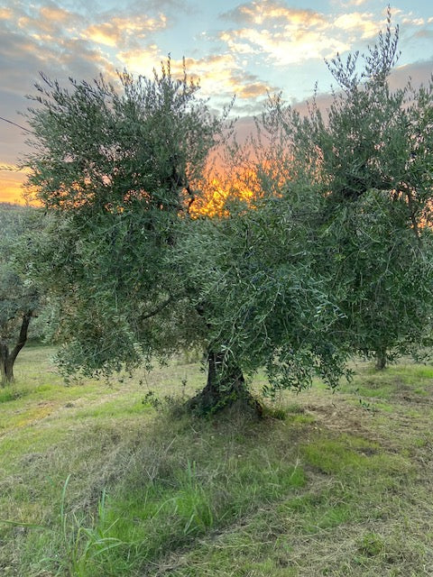 Adopt an Olive Tree