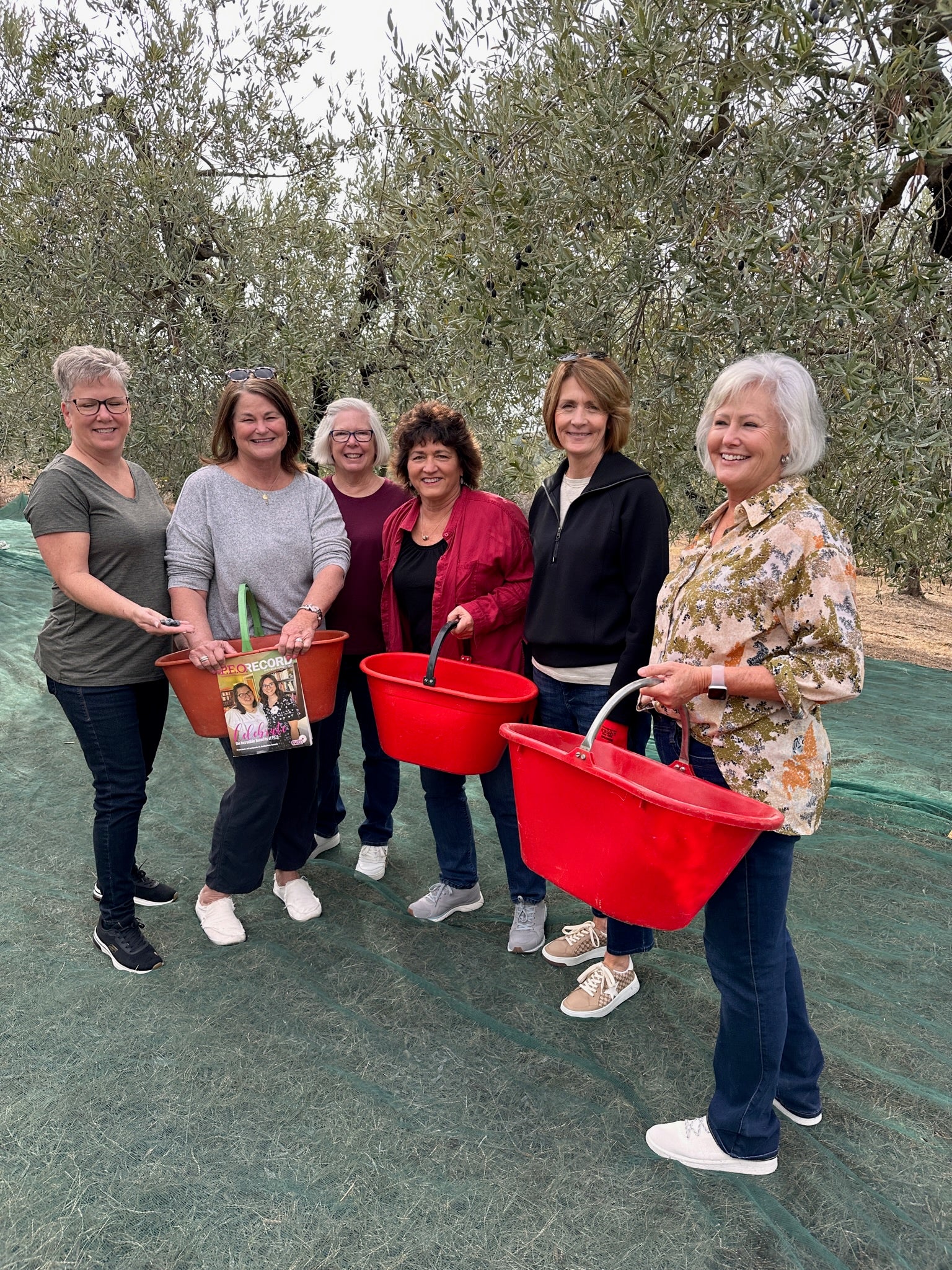 Annual Olive Harvest