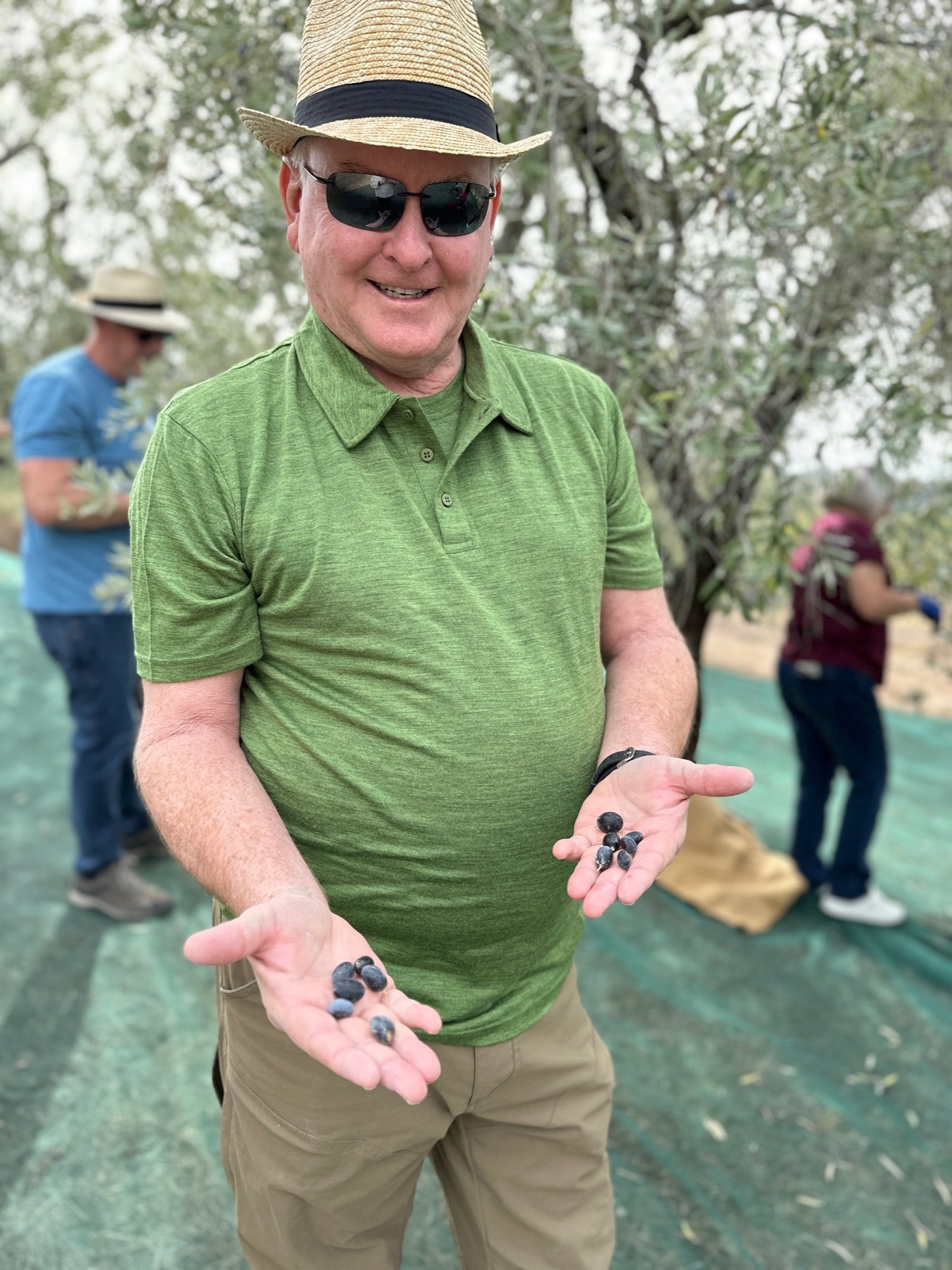 Annual Olive Harvest