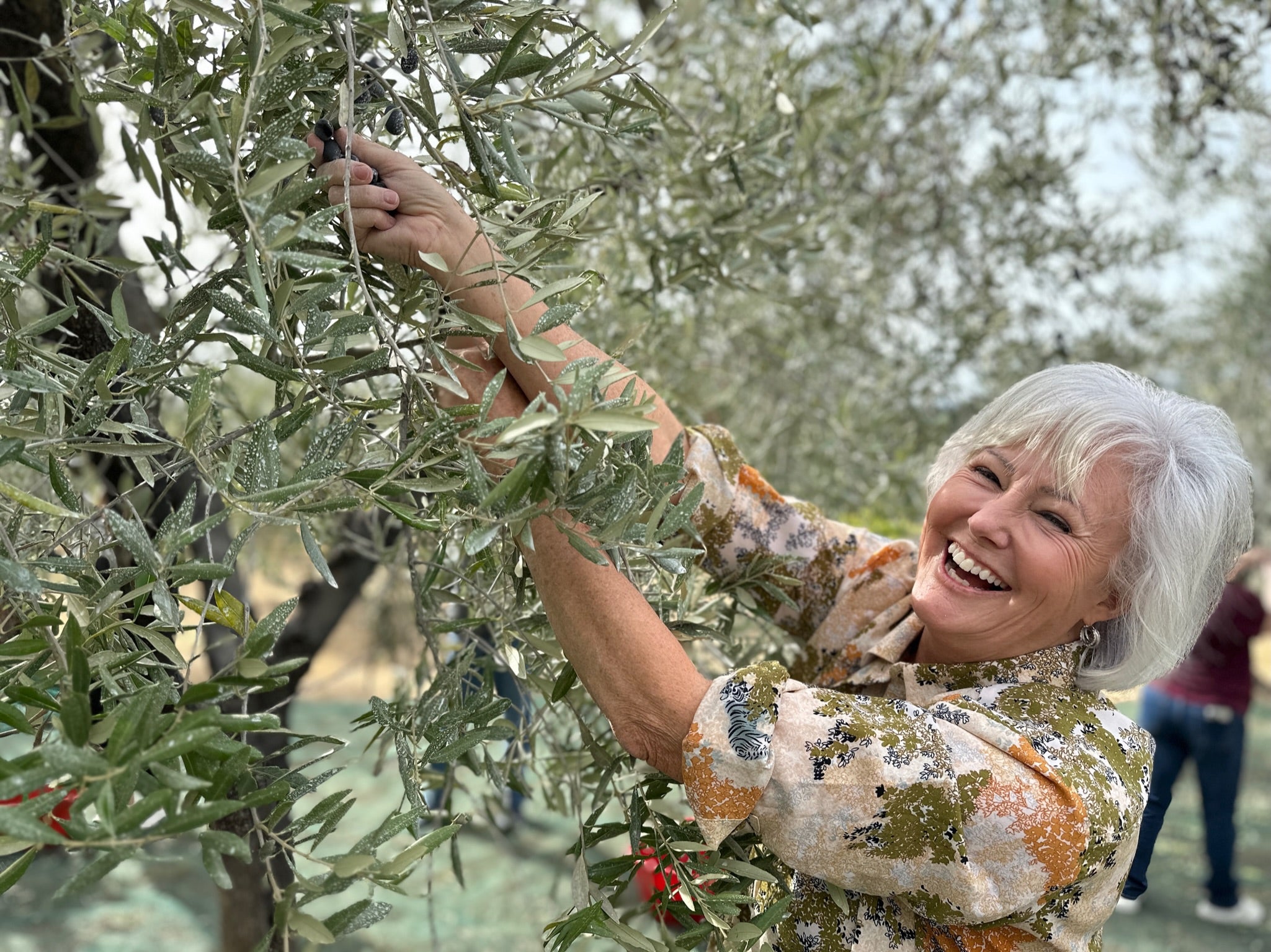 Annual Olive Harvest