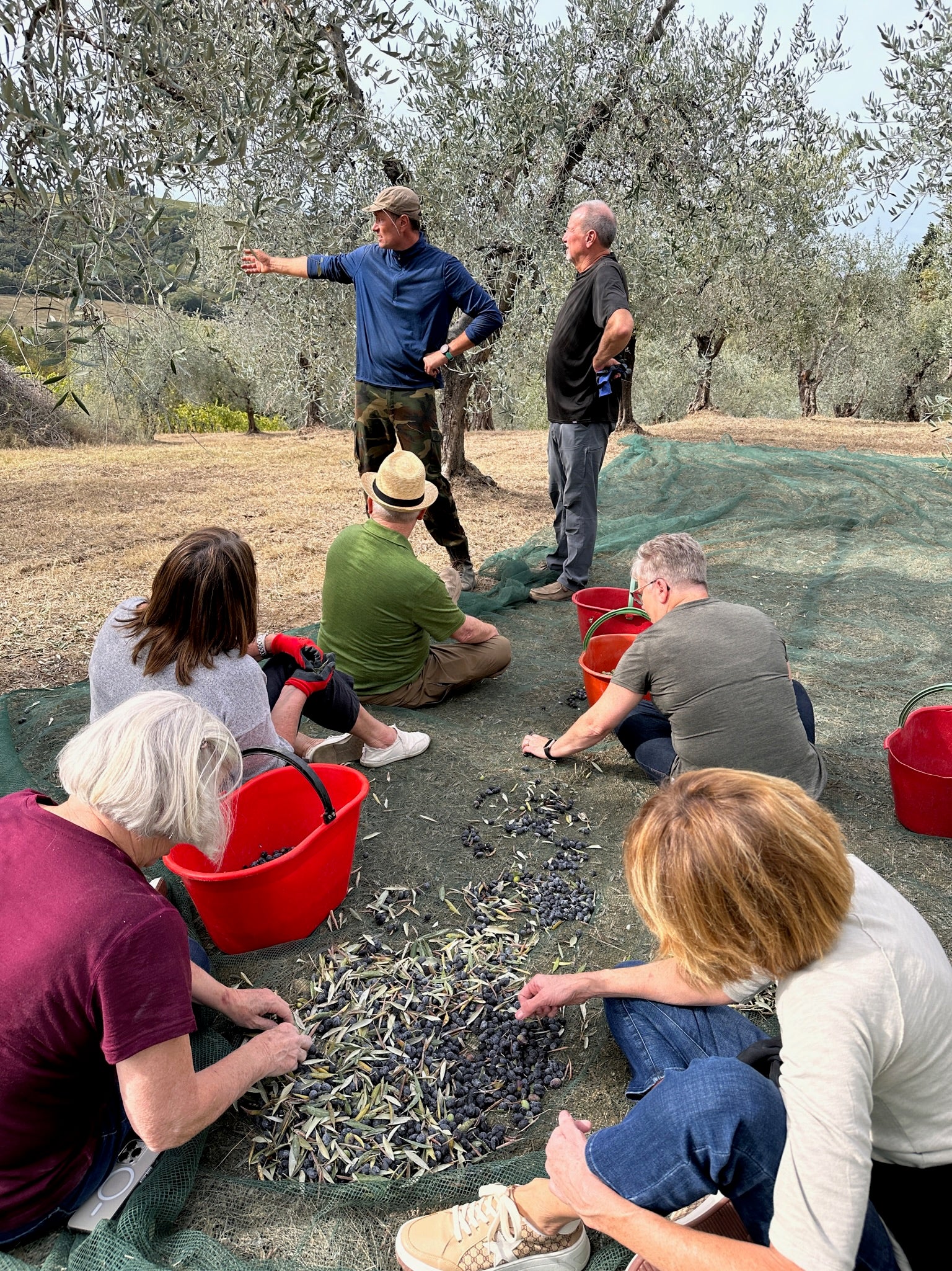 Annual Olive Harvest
